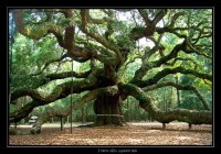 /album/fotogalerie-stromy-a-jejich-leciva-energie1/f2ec647799-85704631-o2-jpg1/